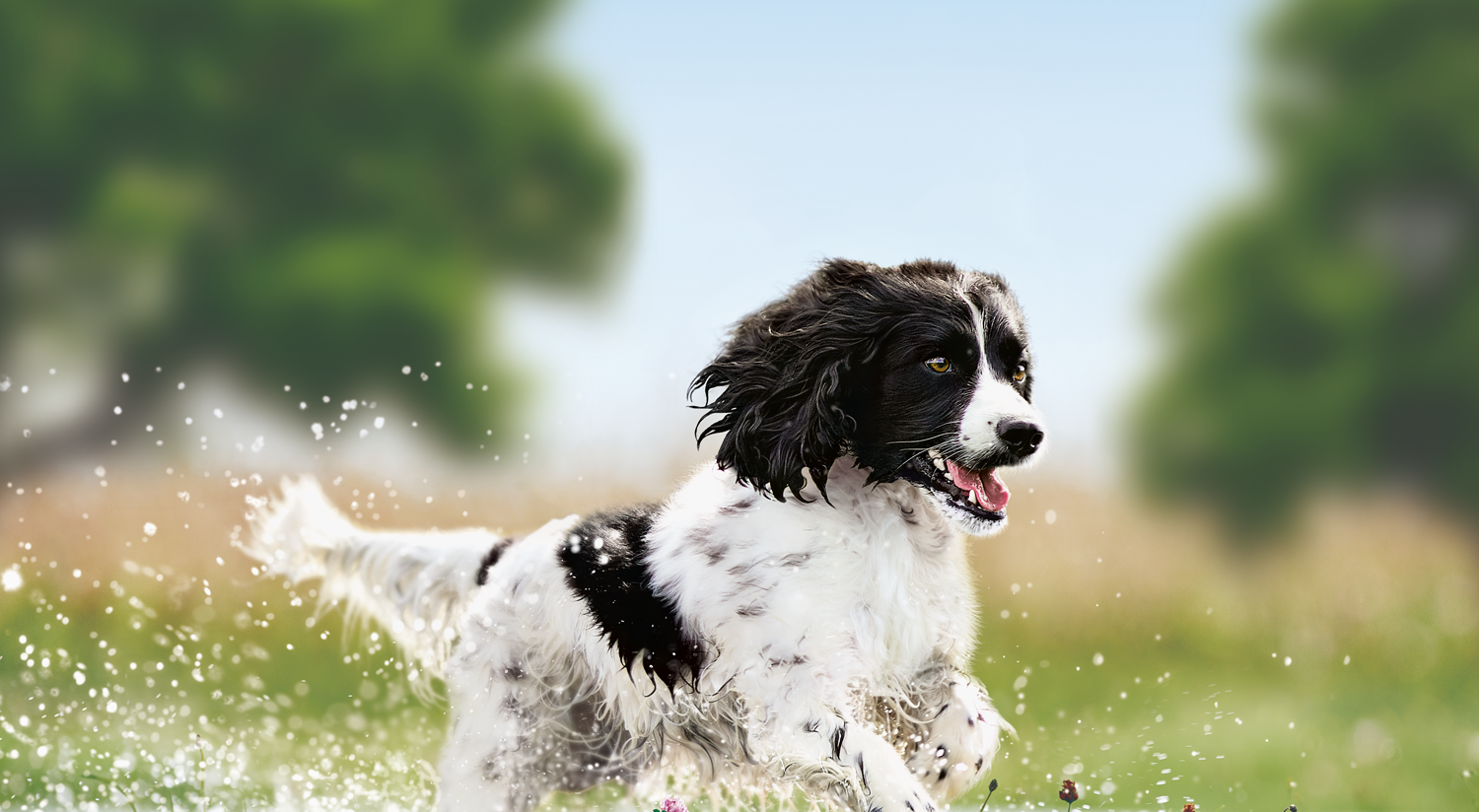 Tørfoder til aktive, mellemstore voksne hunderacer